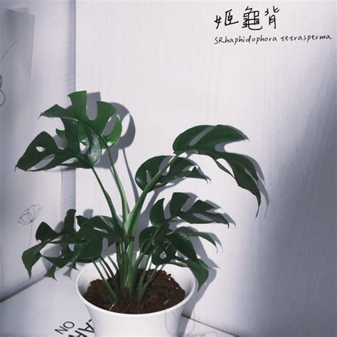 擋煞植物 辦公室|辦公室放什麼植物最好？耐旱耐陰品種推薦 